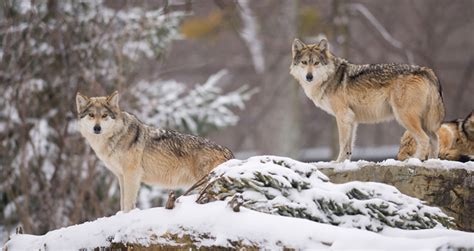 WATCH: The Zoo's new Mexican wolves| Cleveland Zoological Society ...