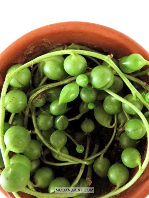 How to Propagate String of Pearls (Senecio rowleyanus)