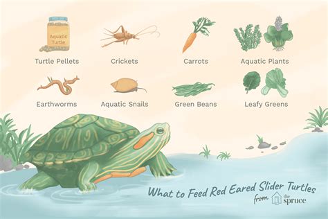 Feeding a Red Eared Slider Turtle - What Do Turtles Eat