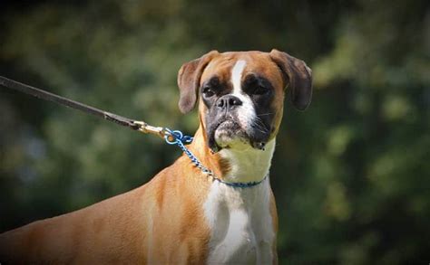 250+ Boxer Dog Names [The Ultimate List!] - My Dog's Name