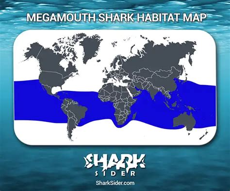 Megamouth Shark– Facts, Size, Behavior, Diet, Pictures