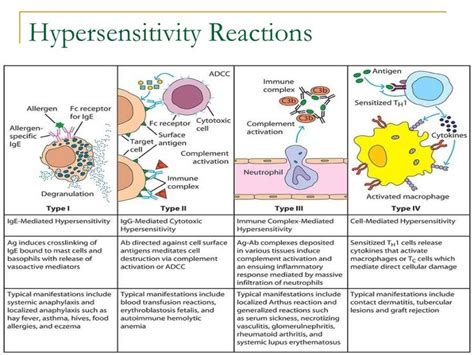 Hypersensitivity reactions lecture notes | Hypersensitivity reactions ...