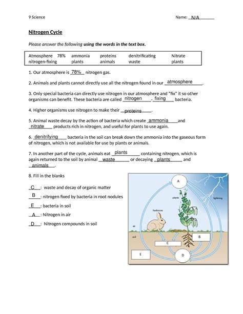 Nitrogen Cycle Worksheet - 9 Science Name: ____________ Nitrogen Cycle Please answer the ...