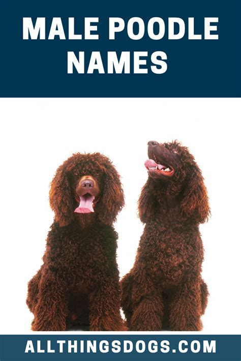 Male Poodle Names | Dog names male, Dog names, Poodle