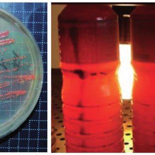 Photosynthetic bacteria culture and mass production. Purification of ...