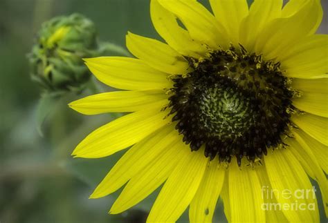 Kansas State Flower Photograph by Fred Lassmann - Fine Art America