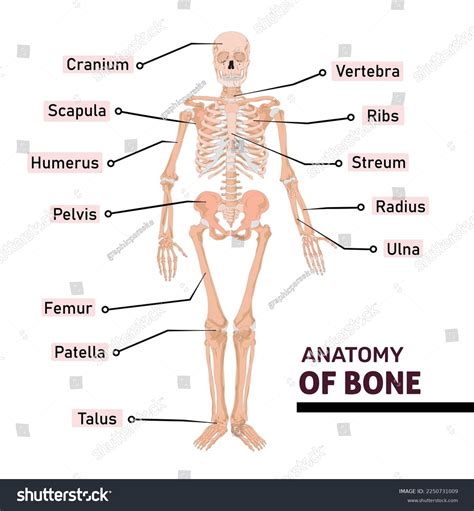 Anatomy Human Bone Name All Parts Stock Vector (Royalty Free) 2250731009 | Shutterstock