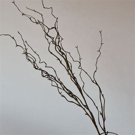 Twisted Willow Branch | Willow branches, Branch, Plant decor indoor