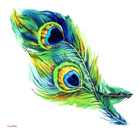 Vector Peacock Feather PNG HD - PNG Mart