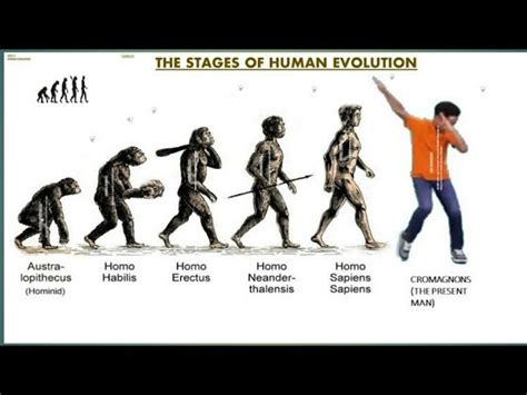 Stages Of Human Evolution Timeline | My XXX Hot Girl