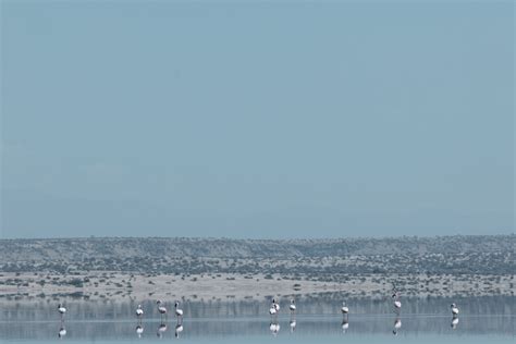 Kenya Landscapes Photographers :: Lake Magadi Flamingos Home