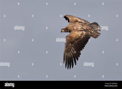 Flying juvenile Bald Eagle Stock Photo - Alamy