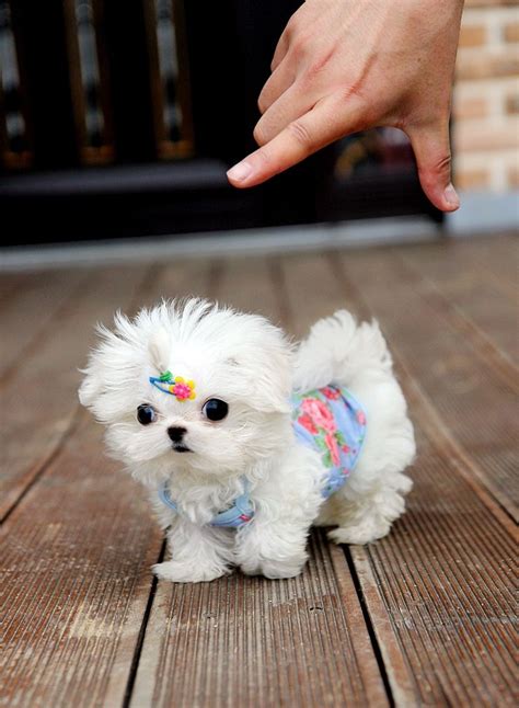 Teacup Maltese Puppies | All Puppies Pictures and Wallpapers | Cute ...