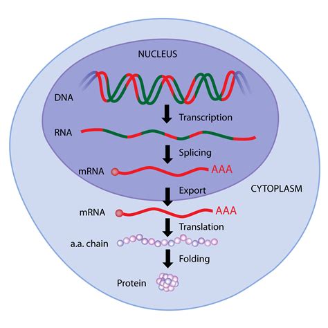 Regulation of Gene Expression in Eukaryotes