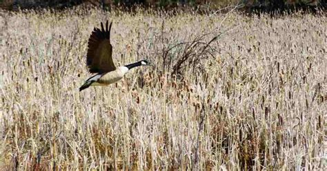 Giant Canada Goose Behavior - AnimalBehaviorCorner