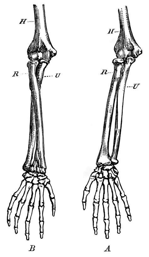 Forearm Bones | ClipArt ETC | Skeleton drawings, Bone drawing, Anatomy art