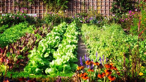 ¿Cómo asociar verduras y hortalizas en un huerto?