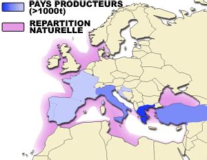 European seabass - Aquaculture