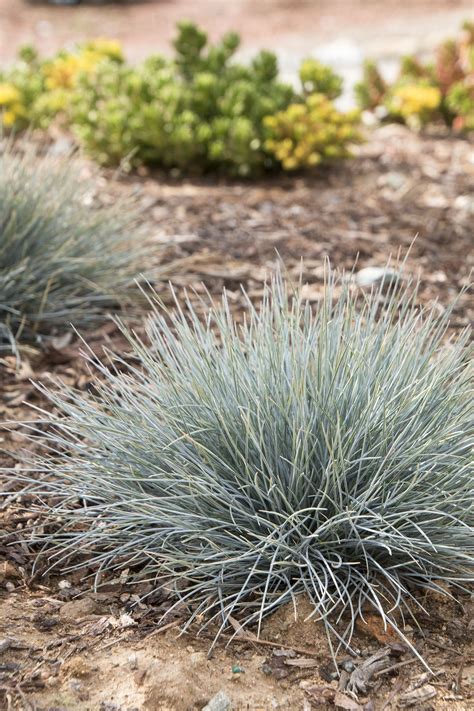 Elijah Blue Fescue Grass - Pahl's Market - Apple Valley, MN