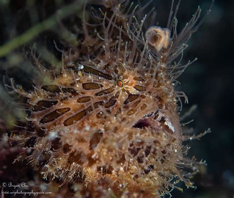 Frogfish facts, species, behavior, and photos - Underwater Photography Guide