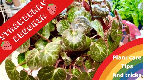 STRAWBERRY BEGONIA PLANT CARE 101 | TIPS AND TRICKS - YouTube