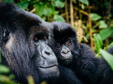 Can I See Gorillas in Rwanda Up Close?