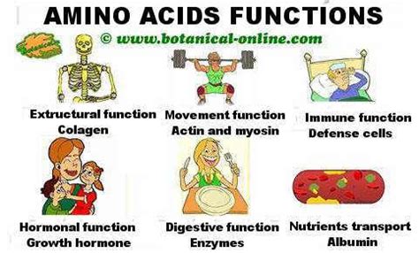 Properties of amino acids – Botanical online