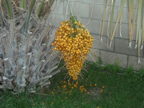 J. Thaddeus Ozark's Cookie Jars and Other Larks: Time for fruit from ...