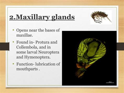 Insect digestive system associated glands