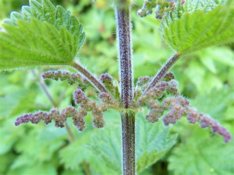 Summer Virtues of Stinging Nettles - Wild Walks Southwest