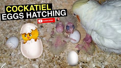 COCKATIEL EGG HATCHING - YouTube