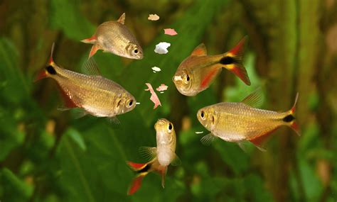 What Do Fish Eat: Have You Ever Wondered? | Fishkeeping World