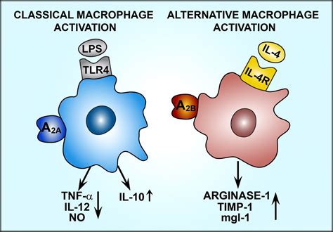 Regulation of Macrophage Function by Adenosine | Arteriosclerosis, Thrombosis, and Vascular Biology