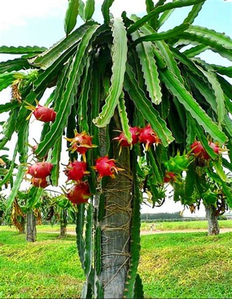 Dragon Fruit Plant Hylocereus Pitaya Rare Cultivars Cactus - Etsy UK