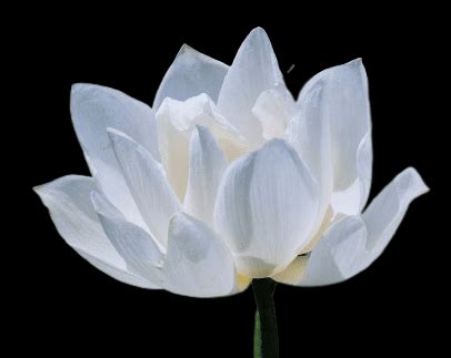 Hoa sen trắng đám tang - Hoa hồng, hoa cúc trắng