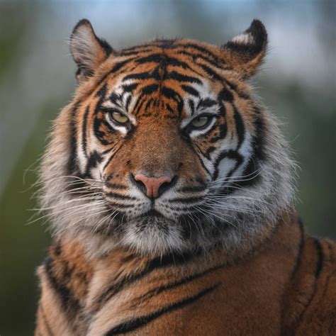 Sumatran Tiger | Chester Zoo Tigers | Animals at the Zoo