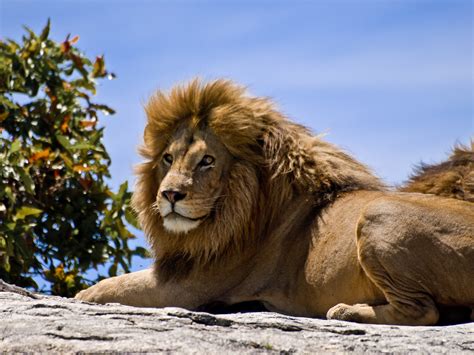 Male Lion on Rock | Portait of a male lion basking in the su… | Flickr