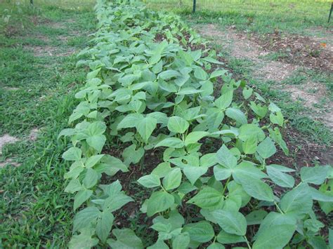 Kentucky Fried Garden: Growing Bush Beans