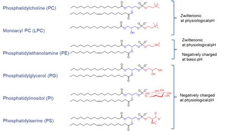 Phospholipid Molecule Structure