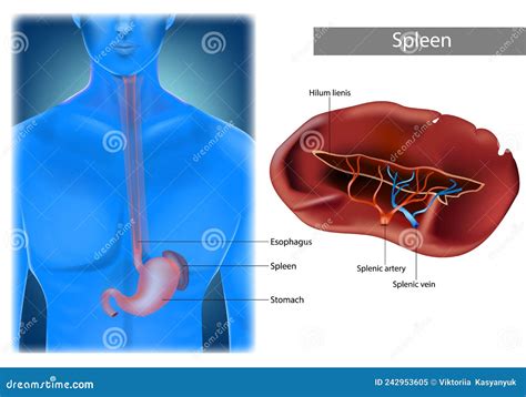 Illustration of Human Spleen Anatomy. Location of Spleen in Body Stock Vector - Illustration of ...