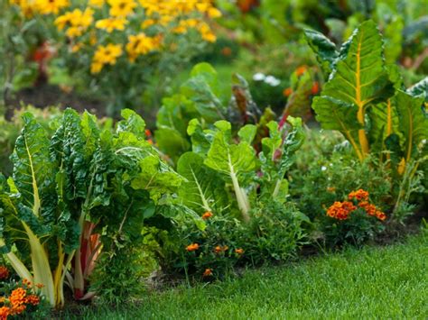 Veggies, Herbs And Flowers - How To Mix Edible Plants In The Garden