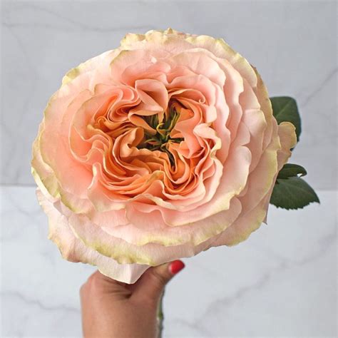 6 Rose Varieties That Have Captivated the Flower Industry