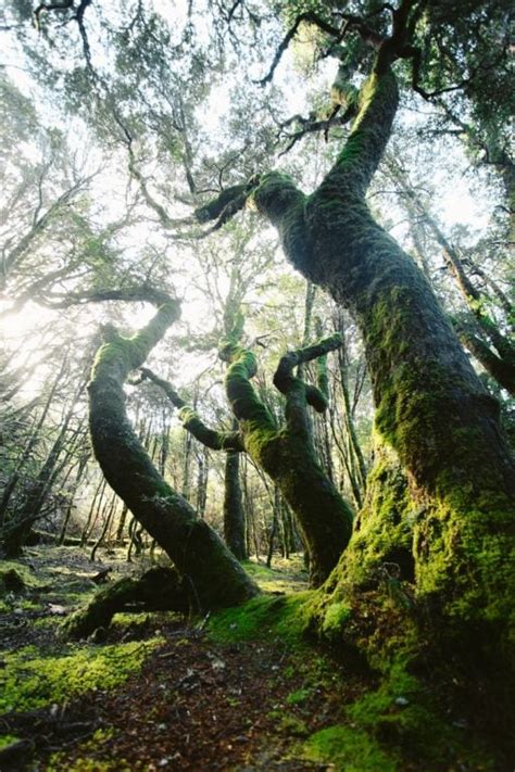 How to Get to Cradle Mountain in 2023 (Cradle Mountain - St Clair National Park) – We Seek Travel