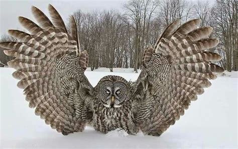 Great horned owl - 48 inch wingspan | Owl, Gray owl, Great grey owl