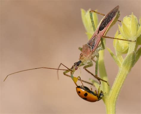 Reduviidae: Zelus renardii (Kolenati, 1857) , Natura Mediterraneo ...