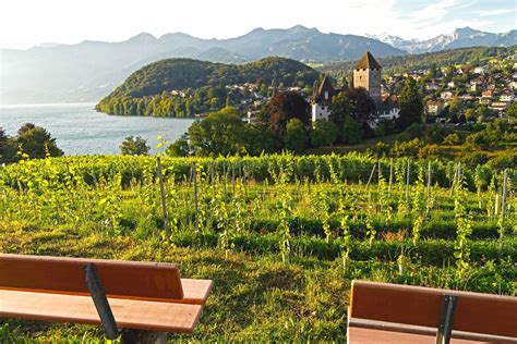 Adventure Trail through the Spiez vineyards – Excursions