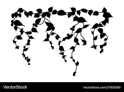 Ivy vine silhouette isolated on white background Vector Image