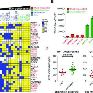 Classification of KRAS Mutant Colon Cancer Cells into KRAS-Independent... | Download Scientific ...