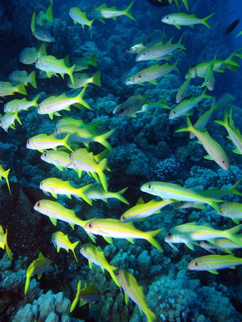 School of Flame Goatfish or Yellowfin Goatfish, Mulloidichthys ...