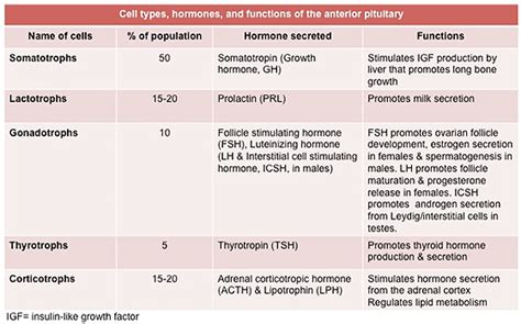 Pituitary Gland Hormones And Their Functions